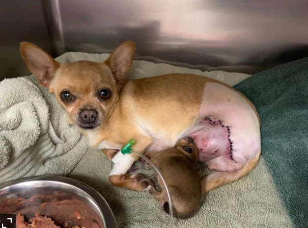 Dog Hit By Car While In Labor, Gives Birth To ‘One Heck Of A Miracle’