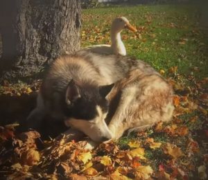 Malamute And Duck Become Best Friends And Warm Hearts Everywhere inner