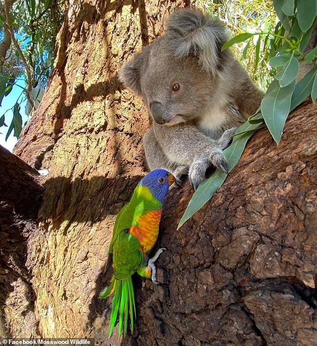 Rainbow parrot kisses a koala