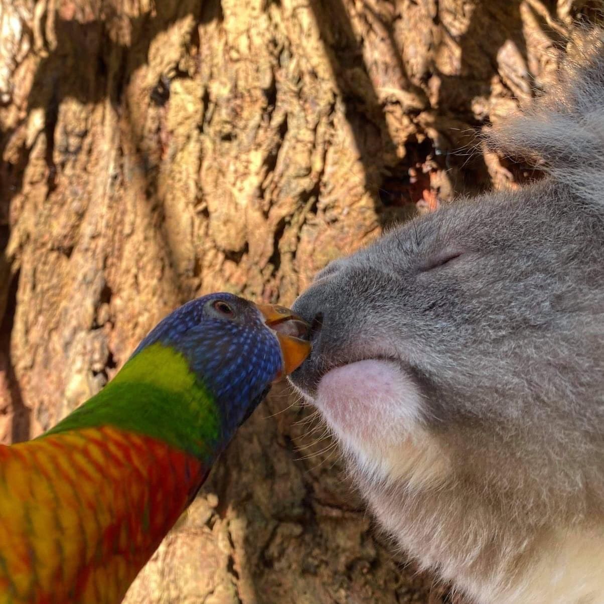 Rainbow parrot kisses a koala