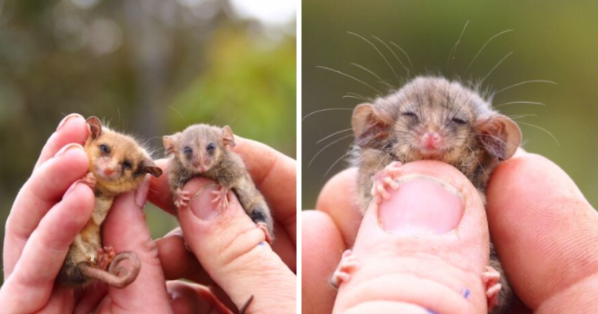 People-Celebrating-Over-Rediscovery-Of-Rare-Pygmy-Possums-Feared-Erased-By-Bushfires