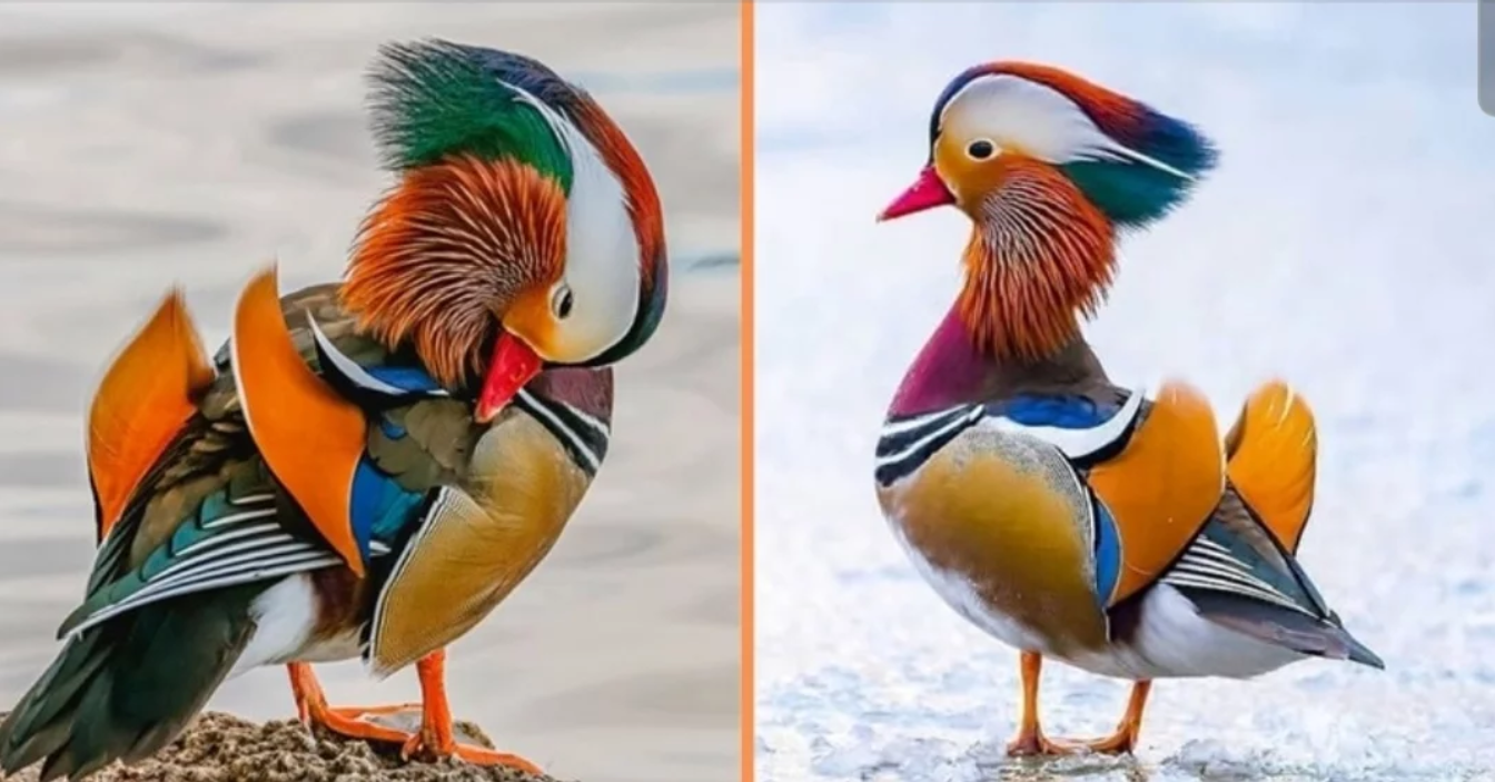 The-Mandarin-Duck-–-The-Worlds-Most-Beautiful-Bird