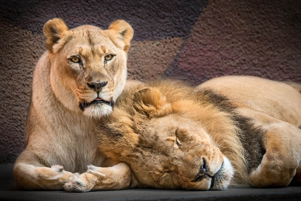 Couple of sick lions die together