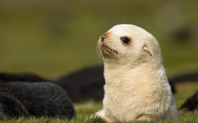 Very rare golden fur seal