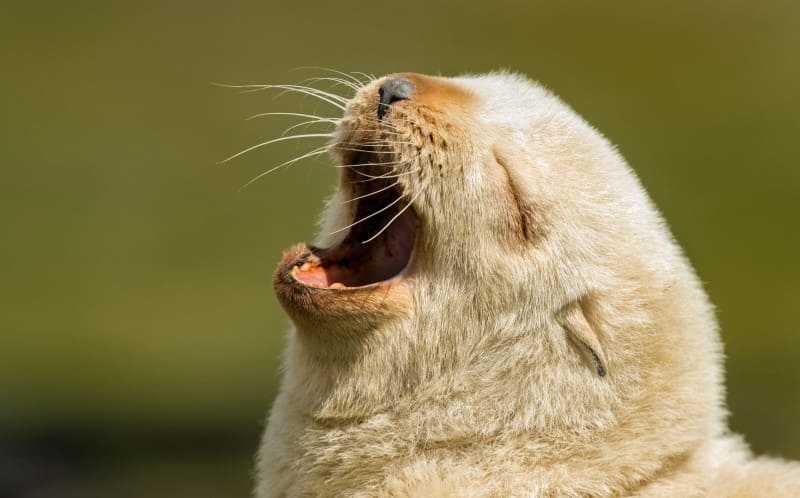 Very rare golden fur seal